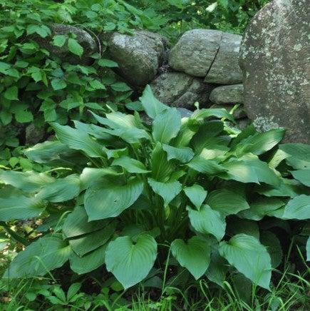 Hosta x 'Royal Standard' ~ Royal Standard Hosta-ServeScape