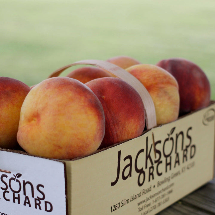 Prunus persica 'Redskin' ~ Redskin Peach-ServeScape