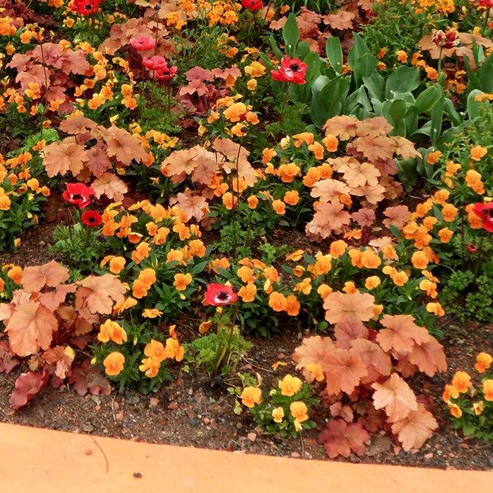 Heuchera 'Caramel' PP16,560 ~ Caramel Coral Bells, Heuchera-ServeScape