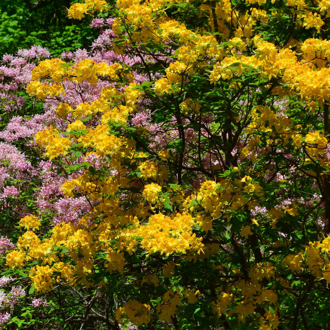 Rhododendron austrinum 'Cheerleader' ~ Cheerleader Flame Azalea-ServeScape