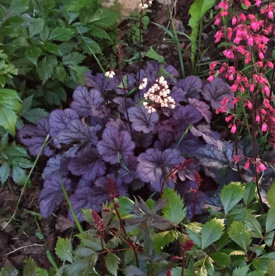 Heuchera 'Grape Expectations' ~ Grape Expectations Coral Bells-ServeScape