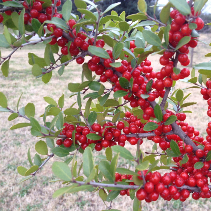 Ilex vomitoria 'Kathy Ann Baston' ~ Kathy Ann Baston Yaupon Holly-ServeScape
