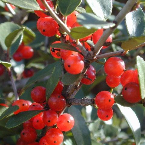 Ilex vomitoria 'Kathy Ann Baston' ~ Kathy Ann Baston Yaupon Holly-ServeScape