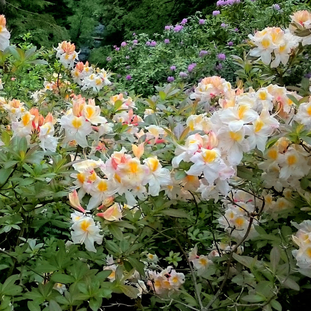 Rhododendron 'High Tide' ~ High Tide Aromi Azalea-ServeScape