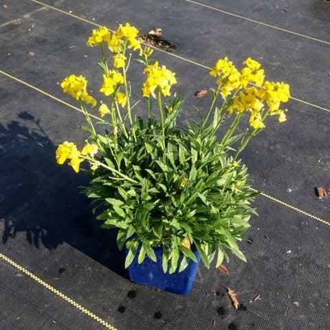 Erysimum x hybrida 'ER 07 3-10' ~ Glow™ Golden Wallflower-ServeScape