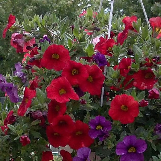 Calibrachoa 'Calitastic Dark Red' ~ Calitastic® Dark Red Calibrachoa-ServeScape