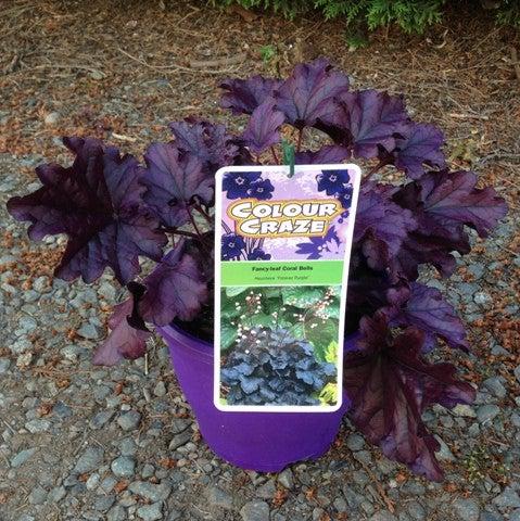Heuchera x 'TNHEUFP' ~ Forever® Purple Coral Bells-ServeScape