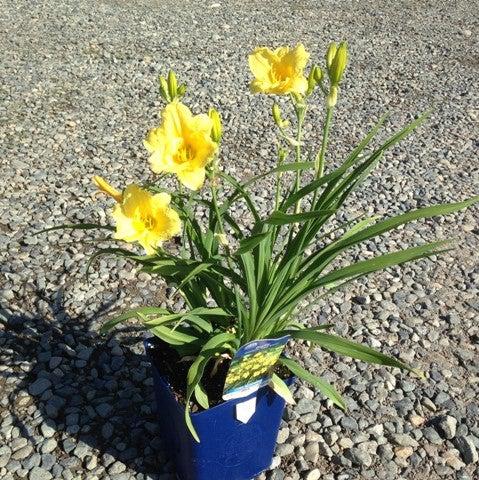 Hemerocallis 'Happy Returns' ~ Happy Returns Daylily-ServeScape