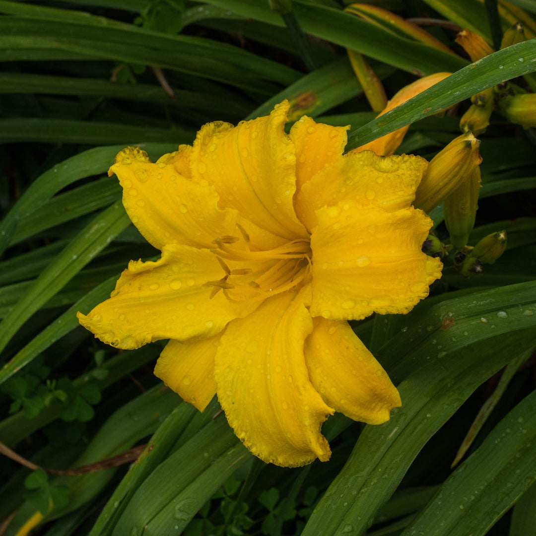 Hemerocallis 'Mary Todd' ~ Mary Todd Daylily-ServeScape