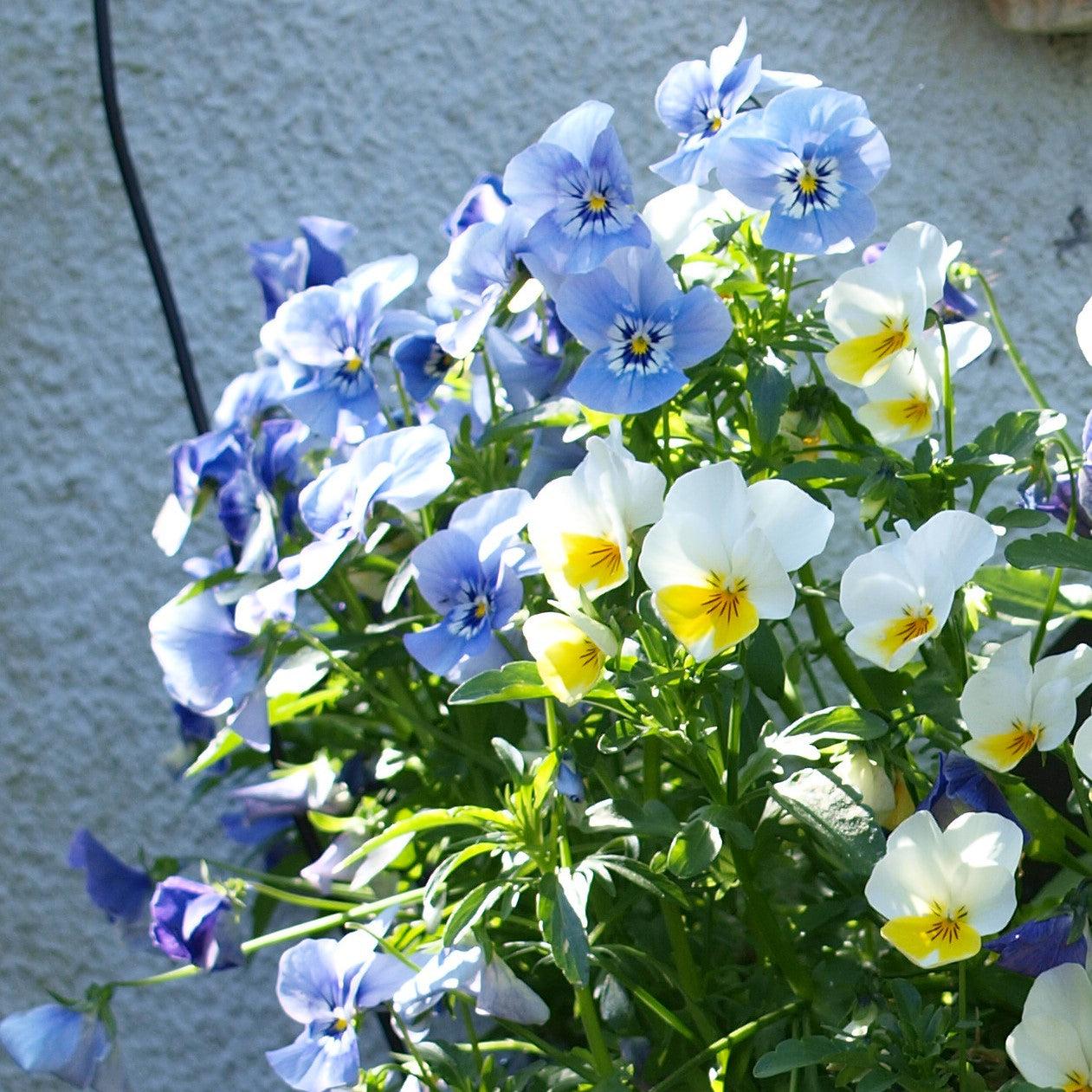 Viola cornuta 'Admire Spring Fling' ~ Admire® Spring Fling Viola-ServeScape