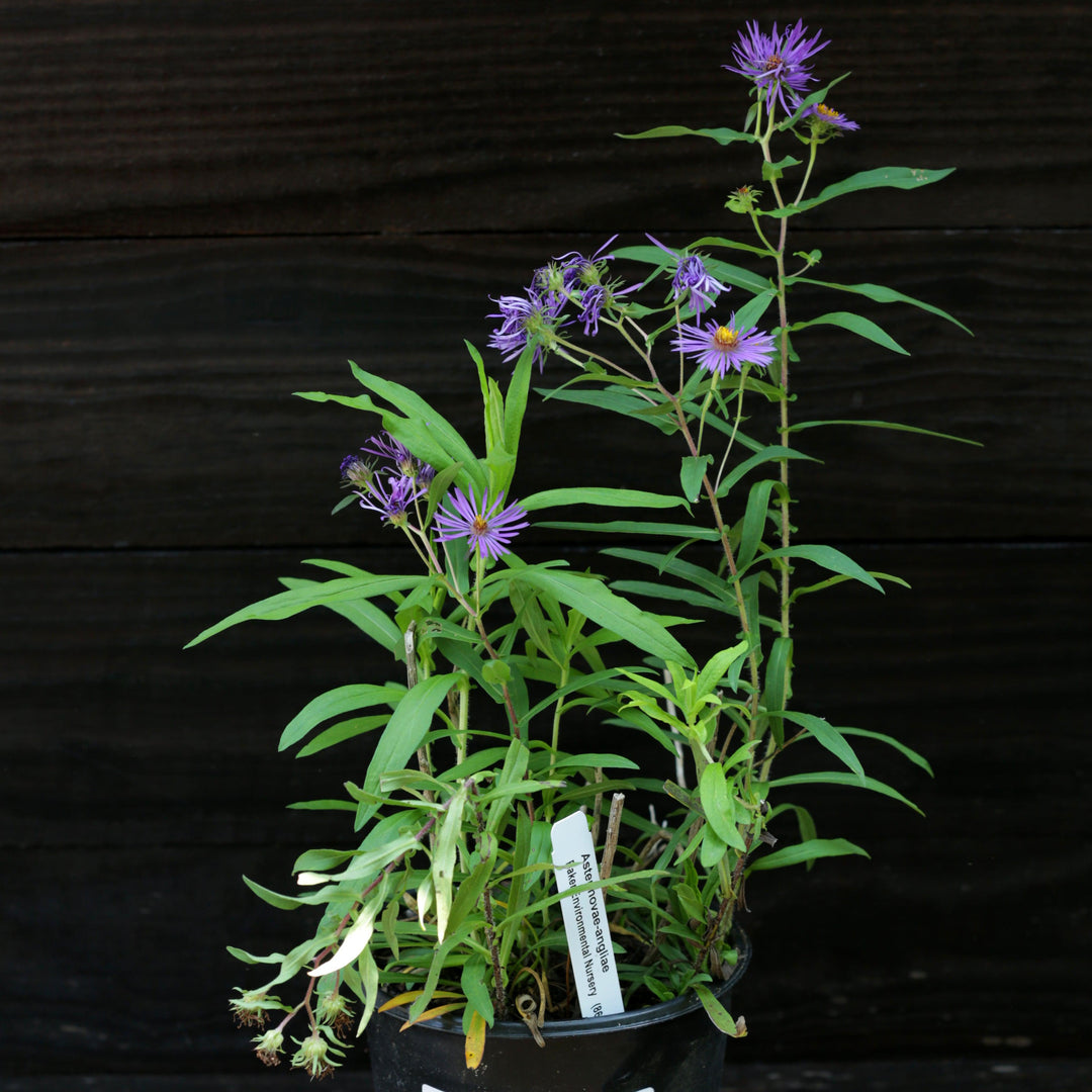 Aster novae-angliae ~ New England Aster-ServeScape