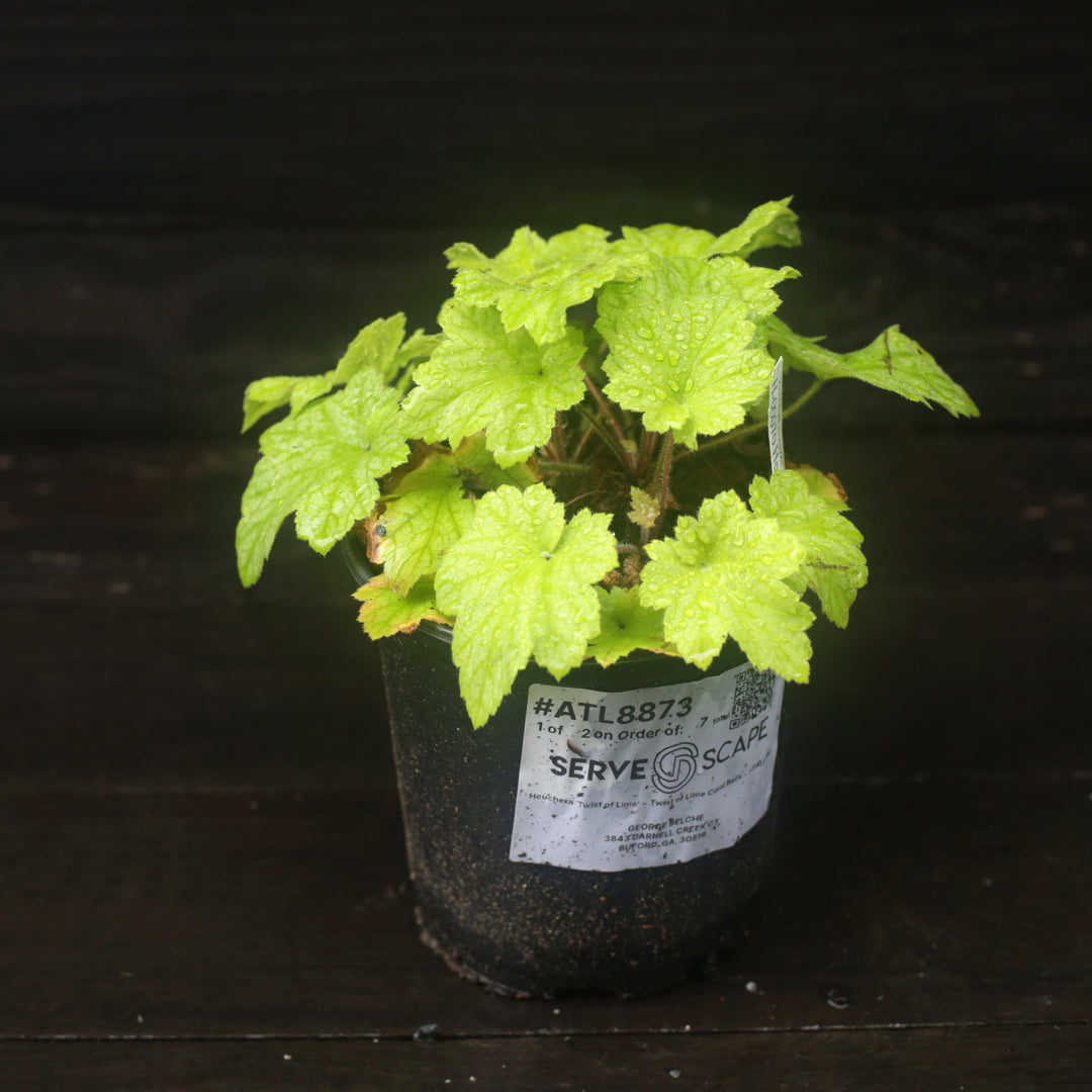 Heuchera 'Twist of Lime' ~ Twist of Lime Coral Bells-ServeScape