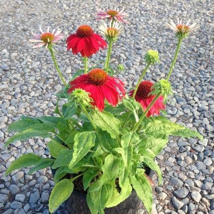 Echinacea x 'Balsomsed' PP23105 ~ Sombrero® Salsa Red Coneflower-ServeScape