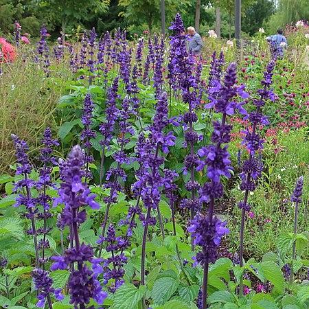 Salvia 'Big Blue' ~ Big Blue Salvia-ServeScape
