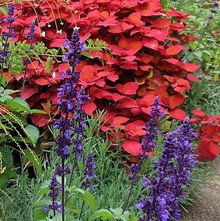 Salvia 'Big Blue' ~ Big Blue Salvia-ServeScape