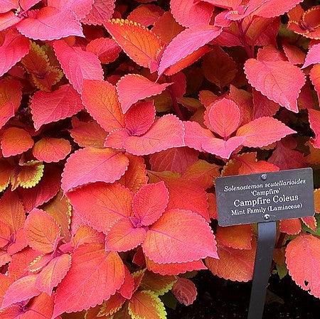 Solenostemon scutellarioides ‘UF12-22-1’ ~ Campfire Coleus-ServeScape