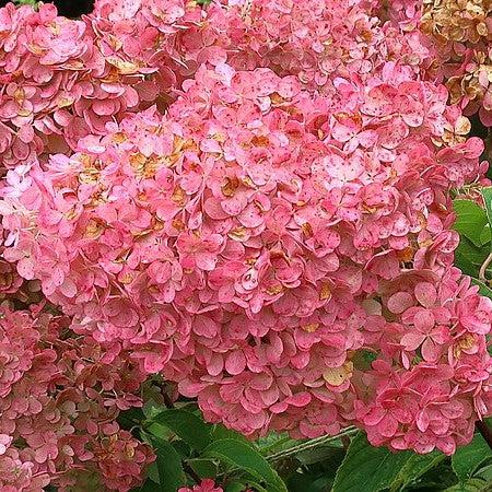 Hydrangea paniculata 'Renhy'~ First Editions® Vanilla Strawberry™ Hydrangea-ServeScape