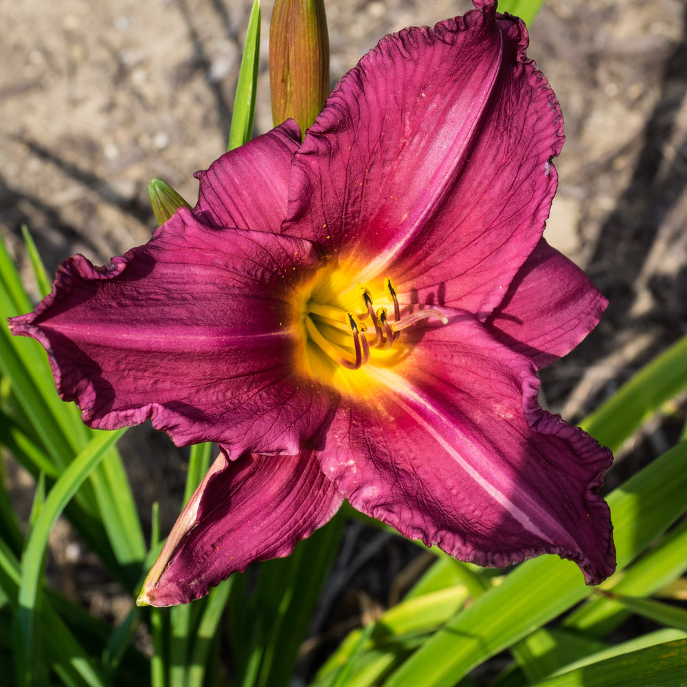 Hemerocallis 'Summer Wine' ~ Summer Wine Daylily-ServeScape