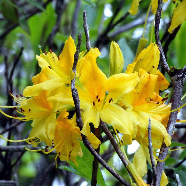 Rhododendron austrinum 'Kelsey's Glow' ~ Kelsey's Glow Native Azalea-ServeScape