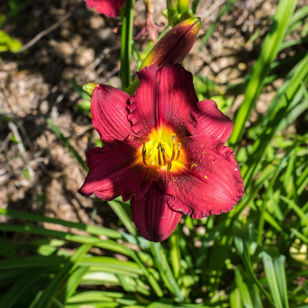 Hemerocallis 'Cranberry Baby' ~ Cranberry Baby Daylily-ServeScape
