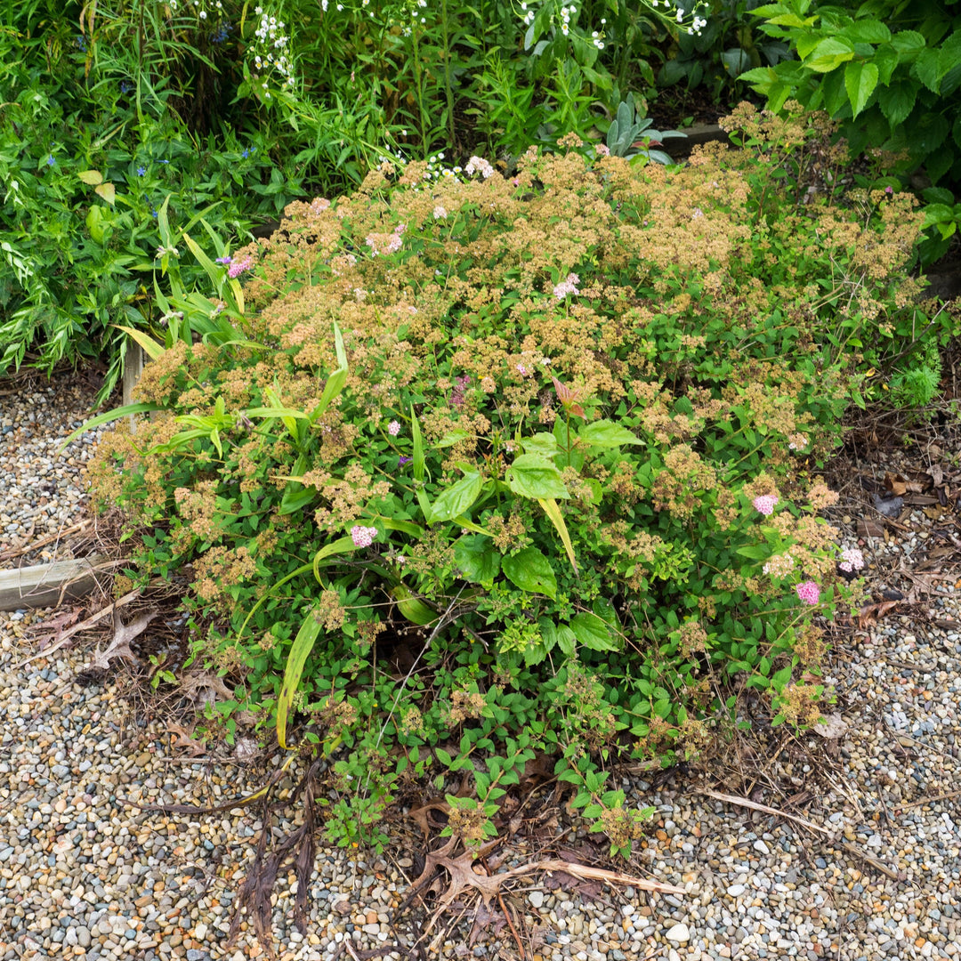 Spiraea japonica 'Little Princess' ~ Little Princess Spirea-ServeScape