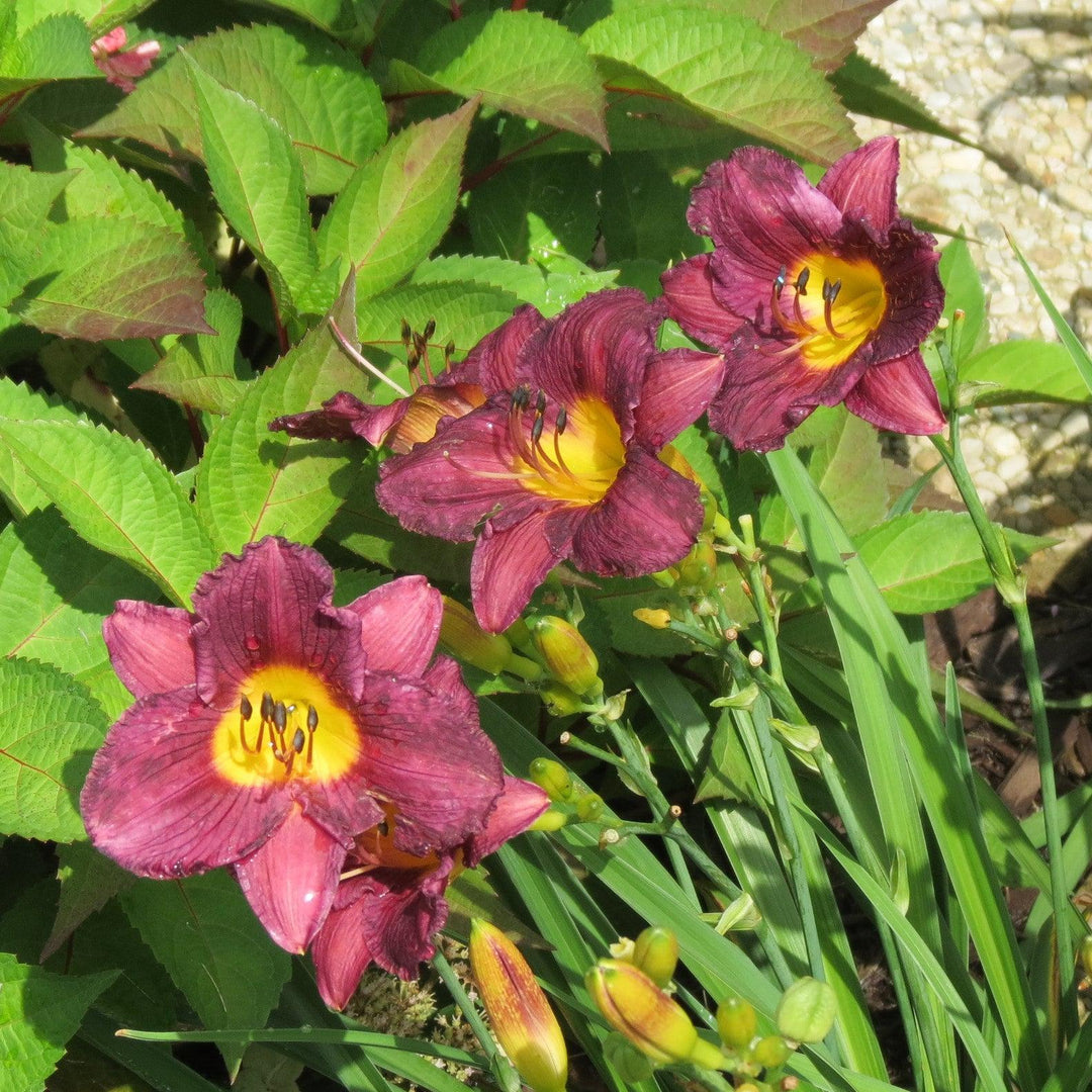 Hemerocallis 'Purple de Oro' ~ Purple de Oro Daylily-ServeScape