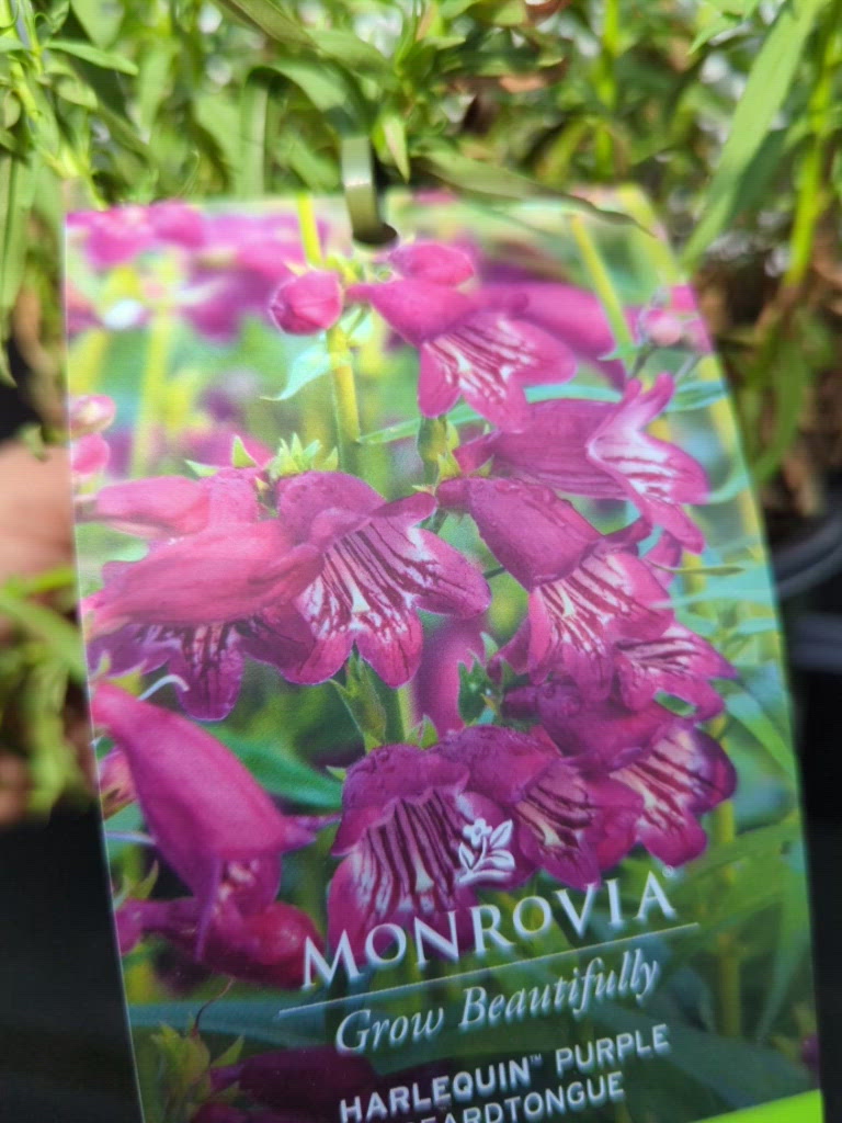 Penstemon 'TNPENHPU' ~ Harlequin™ Purple Beardtongue