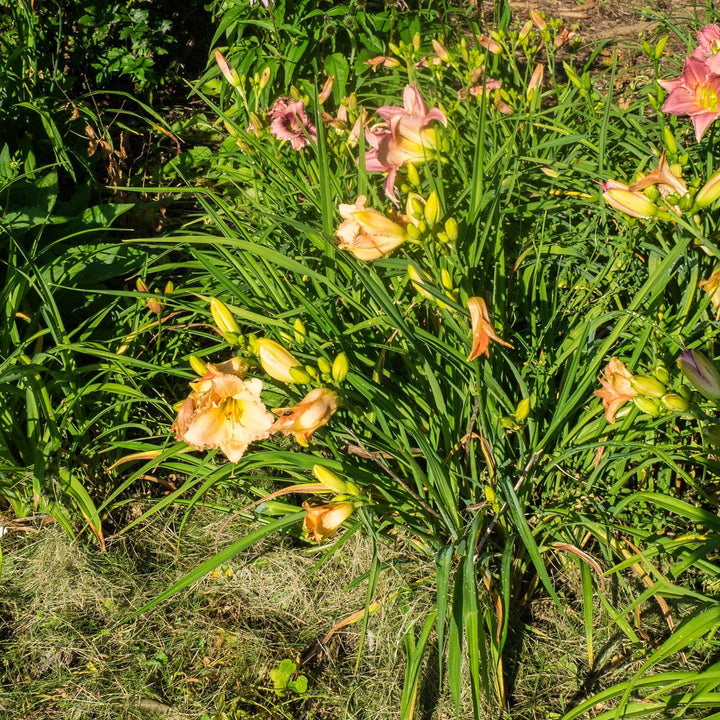 Hemerocallis 'Fairy Tale Pink' ~ Fariy Tale Pink Daylily-ServeScape