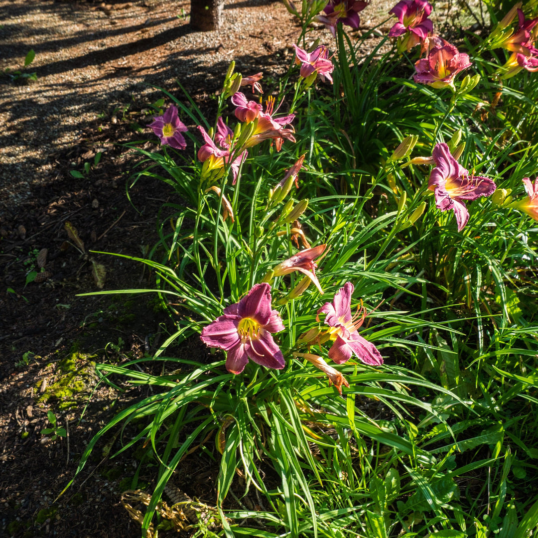 Hemerocallis 'Prairie Blue Eyes' ~ Prairie Blue Eyes Daylily-ServeScape