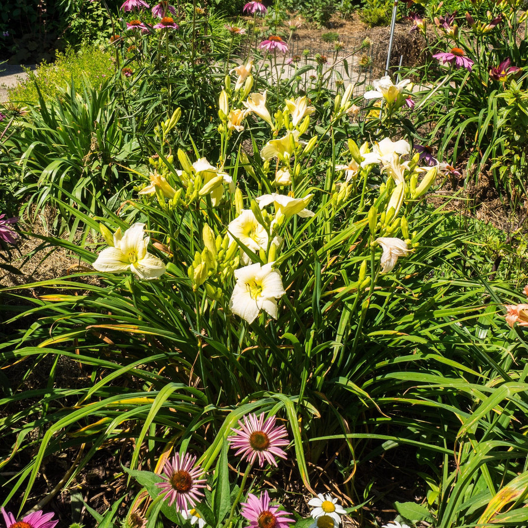 Hemerocallis 'Joan Senior' ~ Joan Senior Daylily-ServeScape
