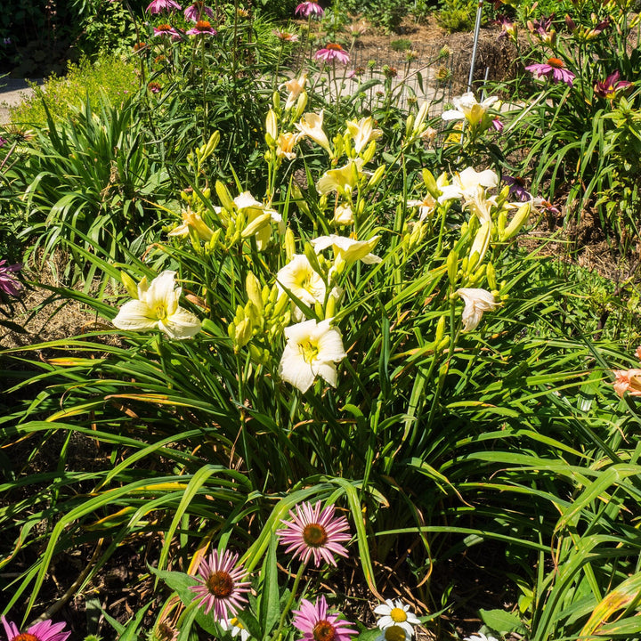 Hemerocallis 'Joan Senior' ~ Joan Senior Daylily-ServeScape
