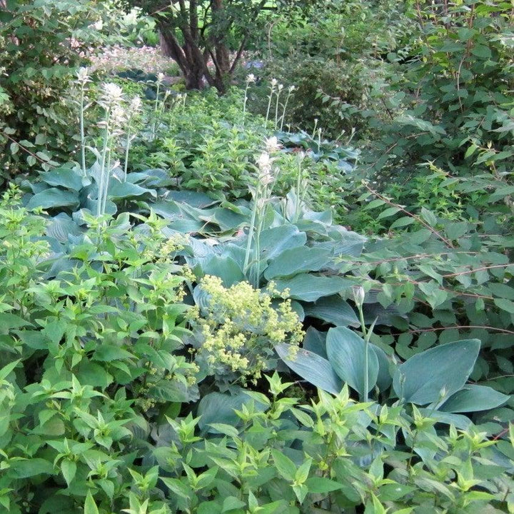 Hosta 'Blue Angel' ~ Blue Angel Hosta-ServeScape