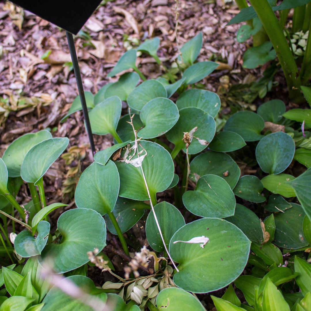 Hosta 'Blue Mouse Ears' ~ Blue Mouse Ears Hosta-ServeScape