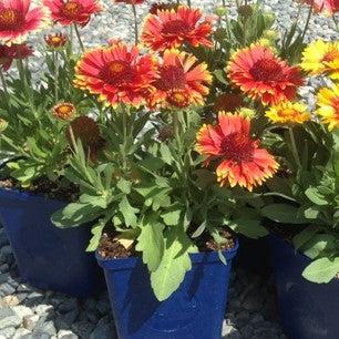 Gaillardia aristata 'Barbican Yellow Red Ring' ~ Barbican™ Yellow Red Ring Blanket Flower-ServeScape