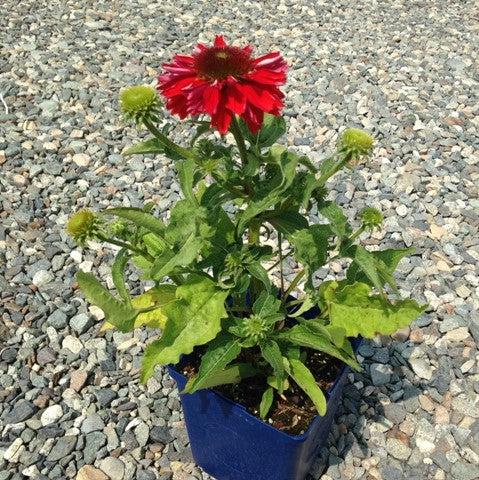 Echinacea x 'Balsomsed' PP23105 ~ Sombrero® Salsa Red Coneflower-ServeScape