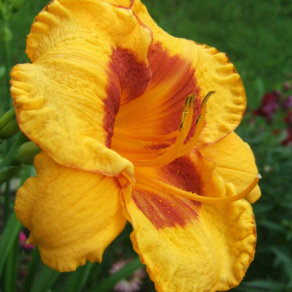 Hemerocallis x 'SPD 06-0' PP22181 ~ Kokomo Sunset™ Daylily-ServeScape
