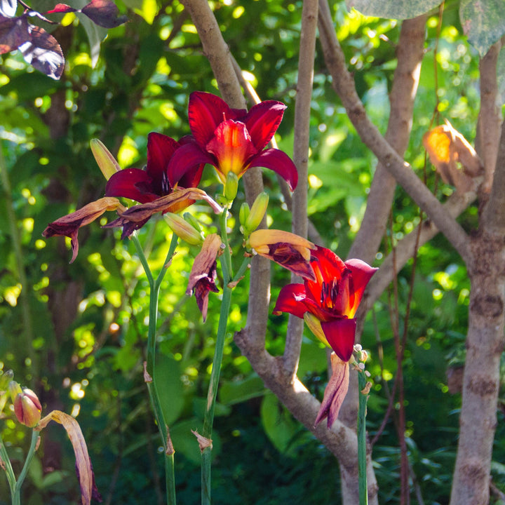Hemerocallis 'Chicago Apache' ~ Chicago Apache Daylily-ServeScape