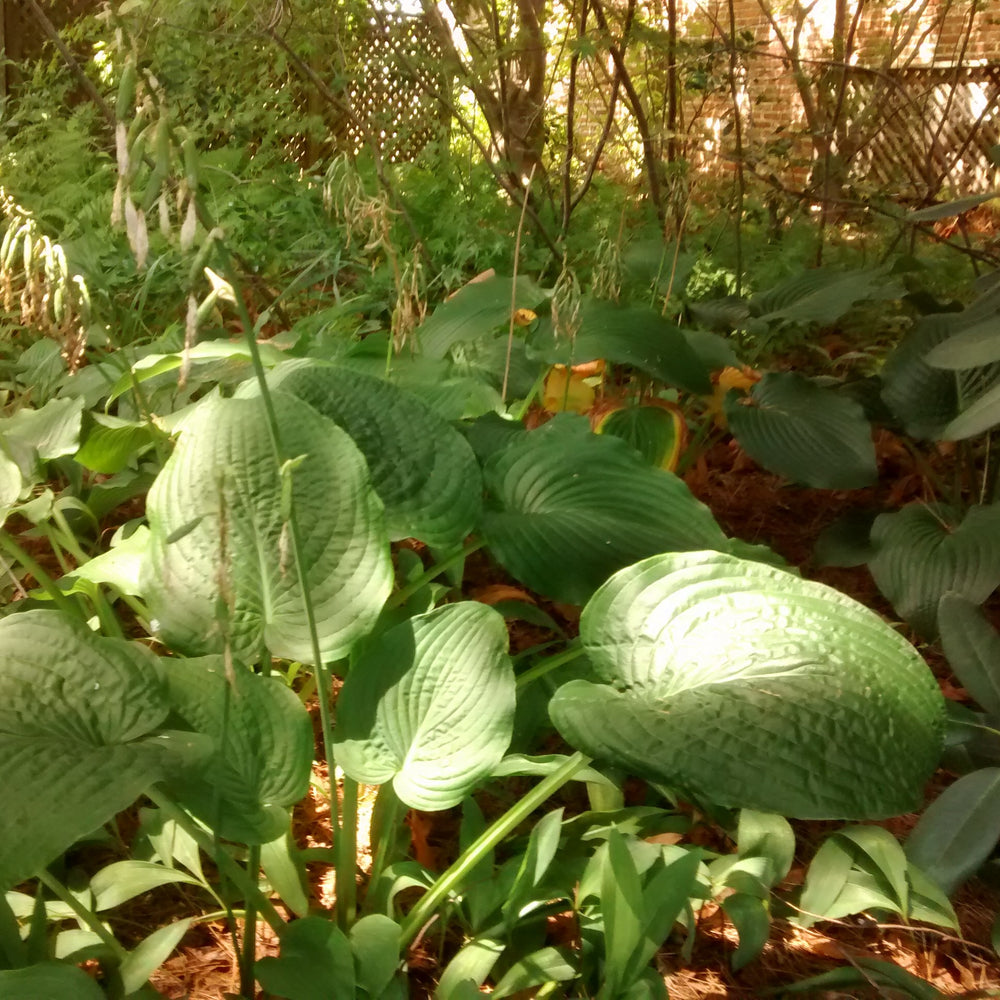 Hosta 'Blue Umbrellas' ~ Blue Umbrellas Hosta-ServeScape