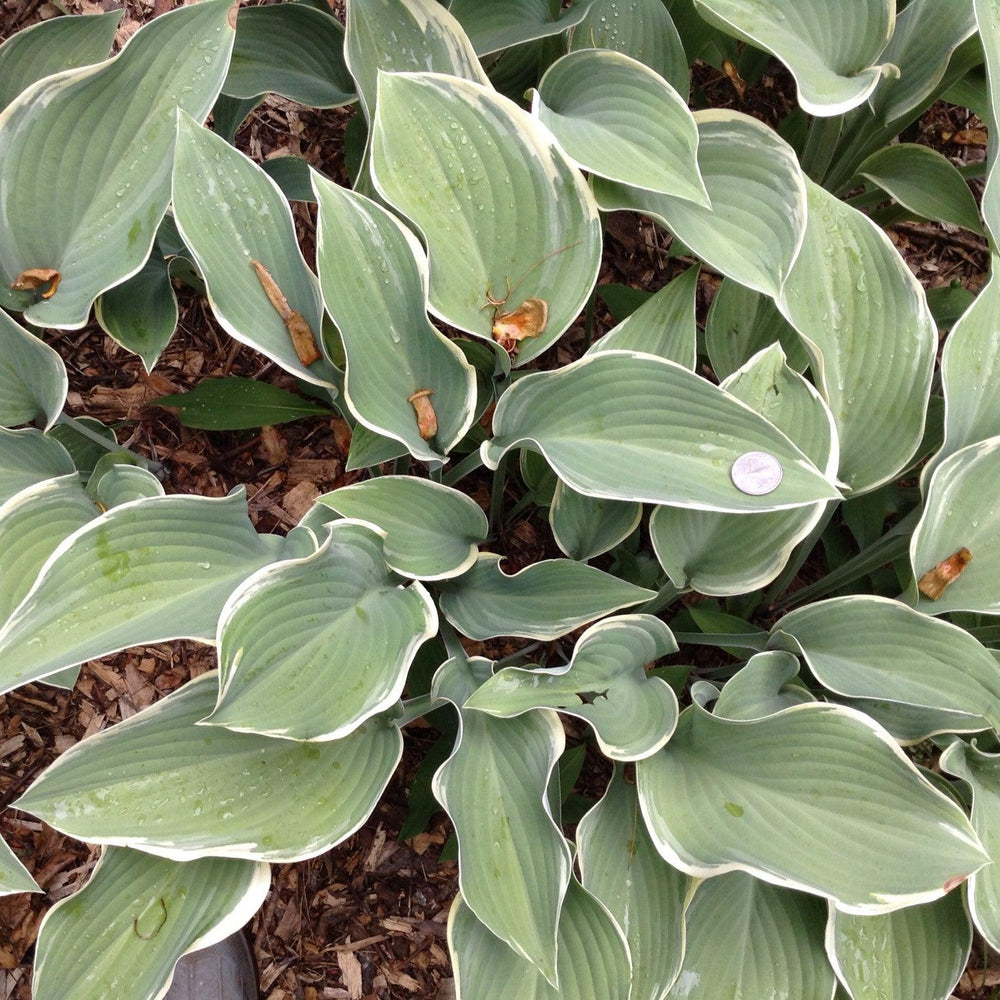 Hosta 'Regal Splendor' ~ Regal Spendor Hosta-ServeScape