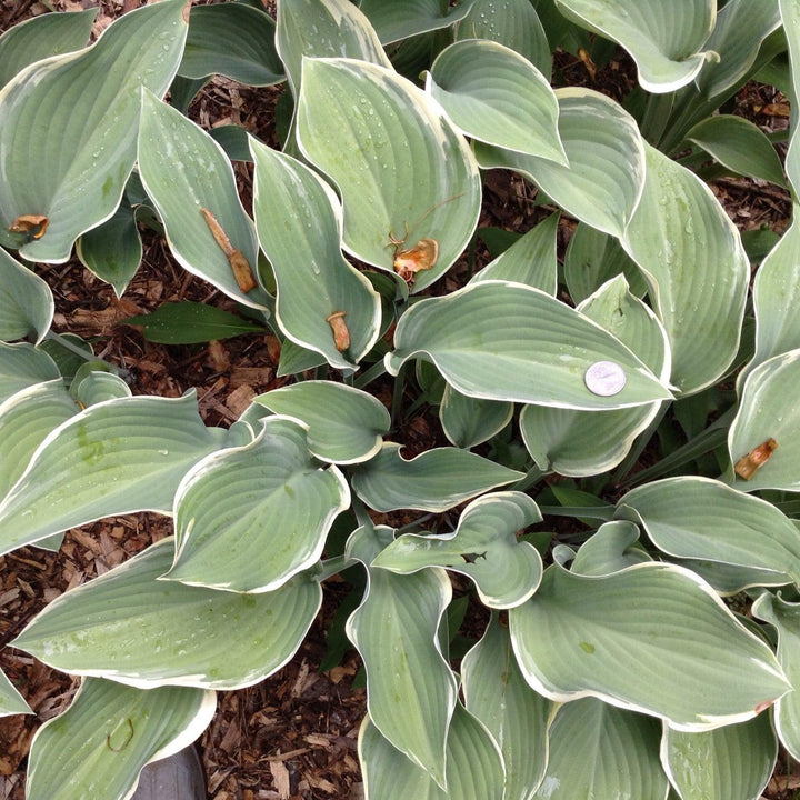 Hosta 'Regal Splendor' ~ Regal Spendor Hosta-ServeScape