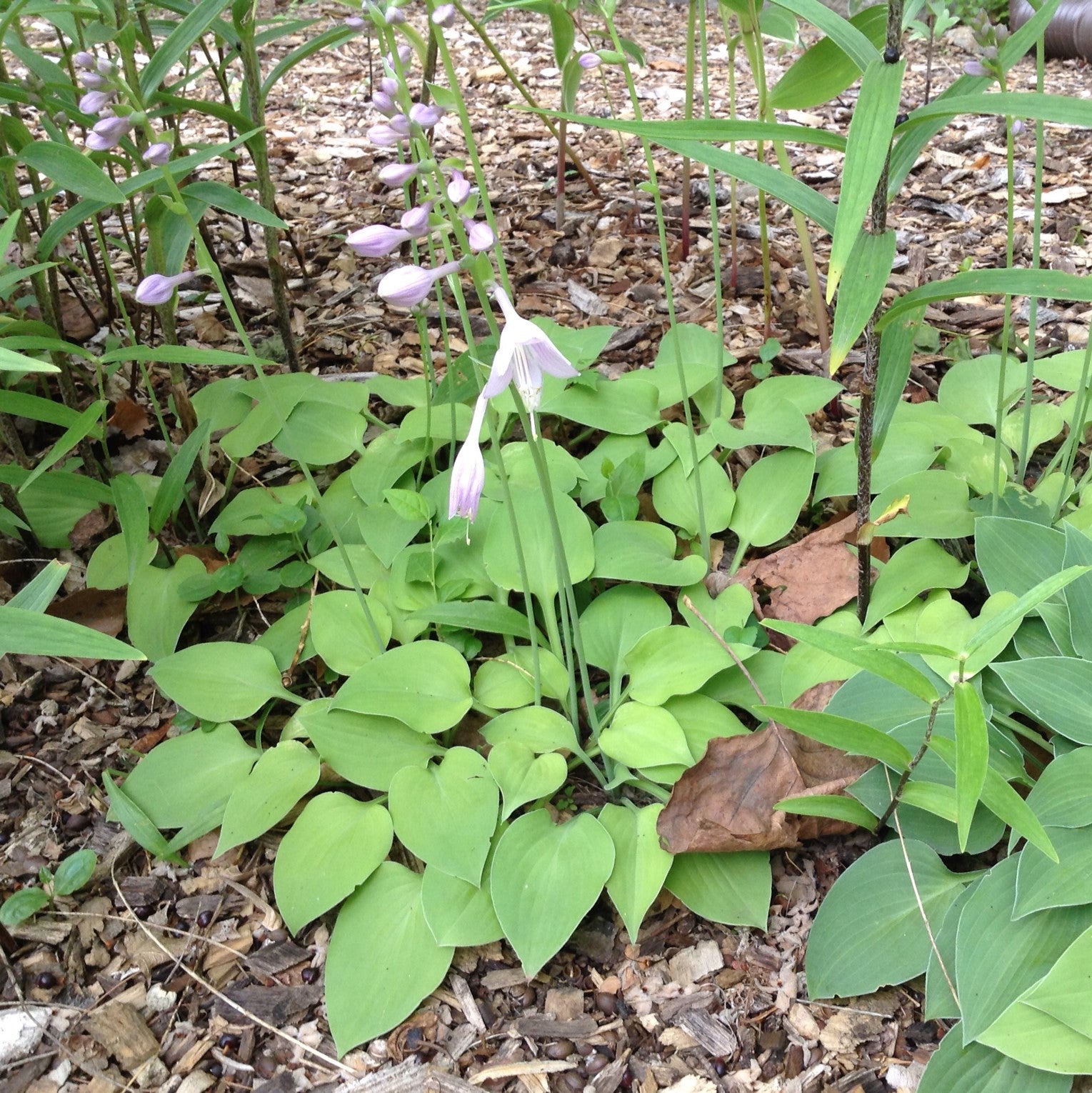 Hosta x 'Blue Cadet' ~ Blue Cadet Hosta-ServeScape