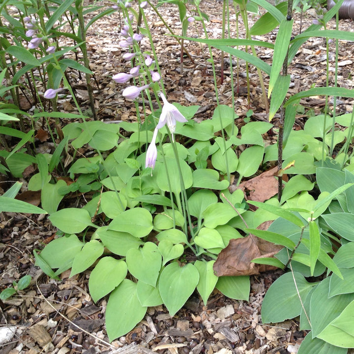 Hosta x 'Blue Cadet' ~ Blue Cadet Hosta-ServeScape