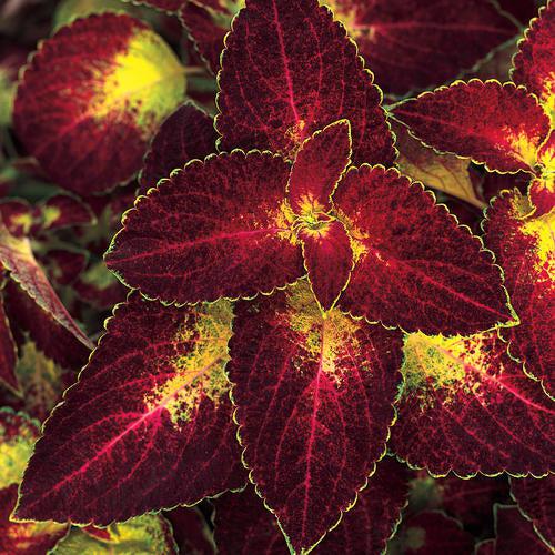Solenostemon scutellarioides ‘Dipt in Wine’ ~ ColorBlaze® Dipt in Wine™ Coleus-ServeScape