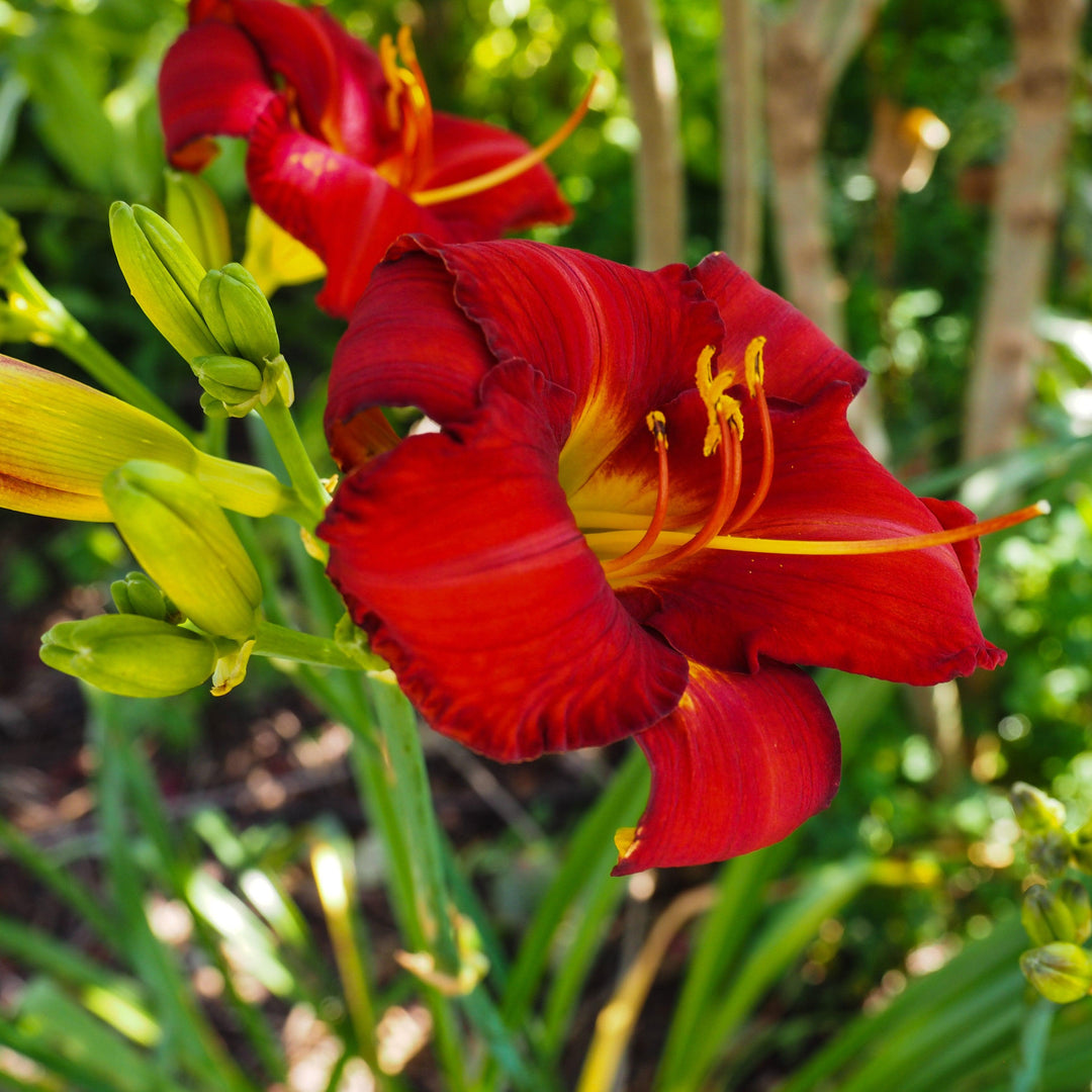 Hemerocallis 'Chicago Apache' ~ Chicago Apache Daylily-ServeScape