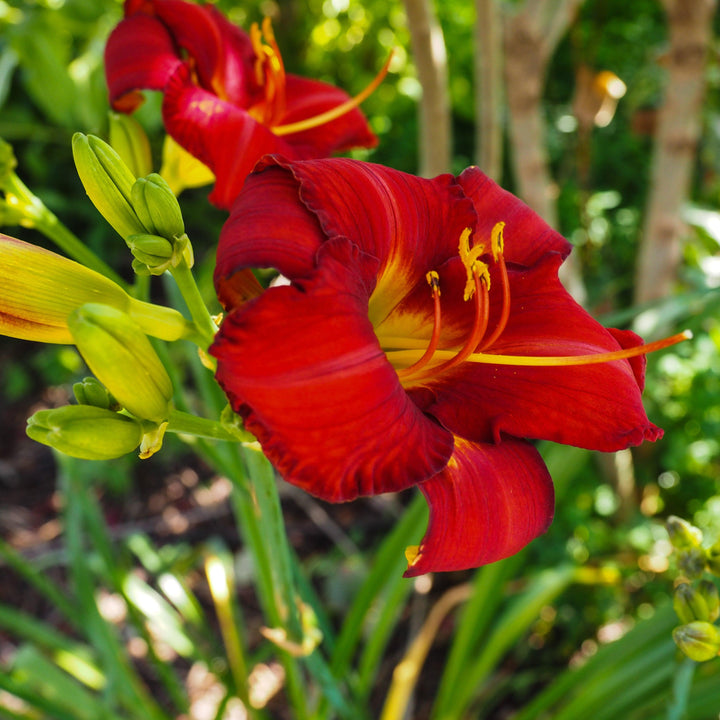 Hemerocallis 'Chicago Apache' ~ Chicago Apache Daylily-ServeScape