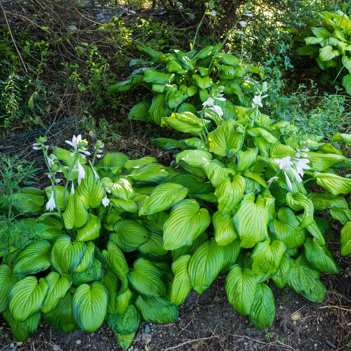 Hosta 'Guacamole' ~ Guacamole Hosta-ServeScape
