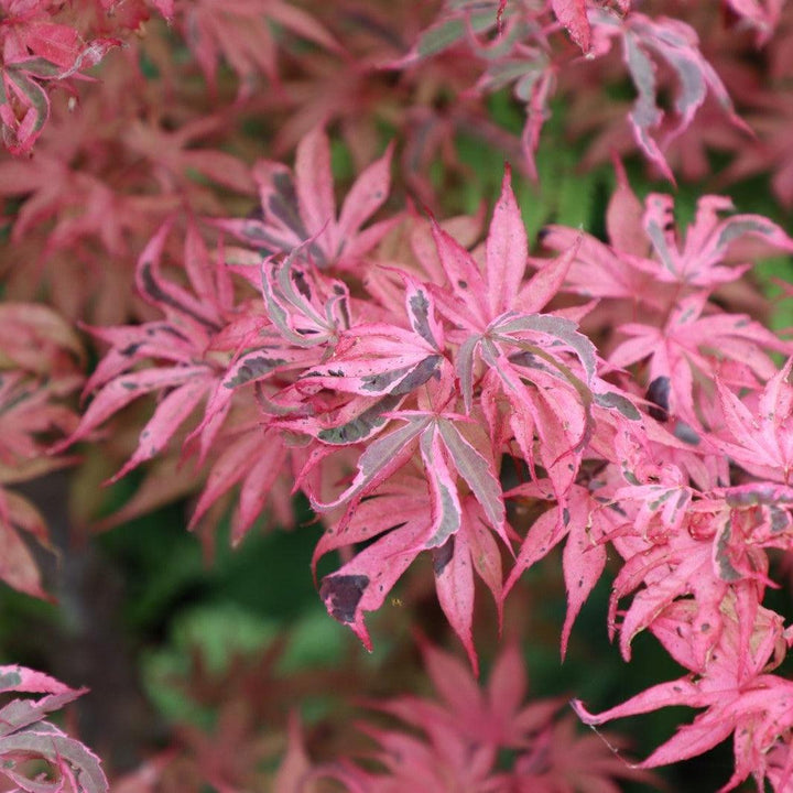Acer palmatum ‘Shirazz’ ~Shirazz Japanese Maple-ServeScape