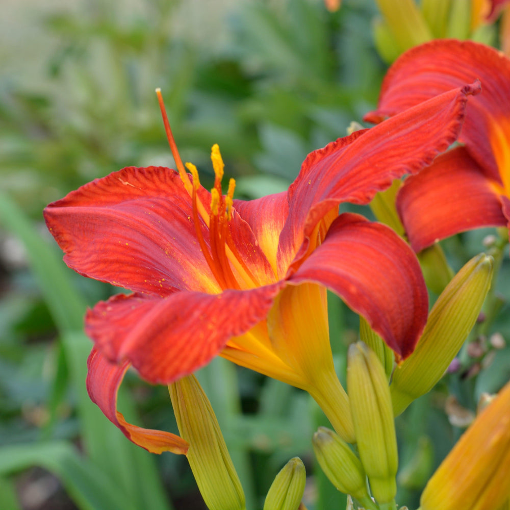 Hemerocallis 'Ming Toy' ~ Ming Toy Daylily-ServeScape