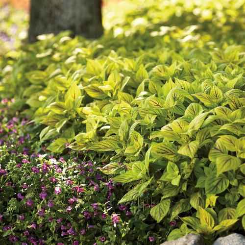 Solenostemon scutellarioides ‘Gays Delight’ ~ Gays Delight Coleus-ServeScape