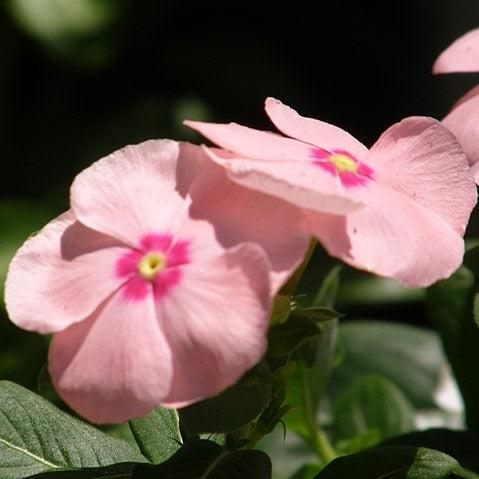 Catharanthus roseus 'Cora XDR Apricot' ~ Cora® XDR Apricot Vinca-ServeScape